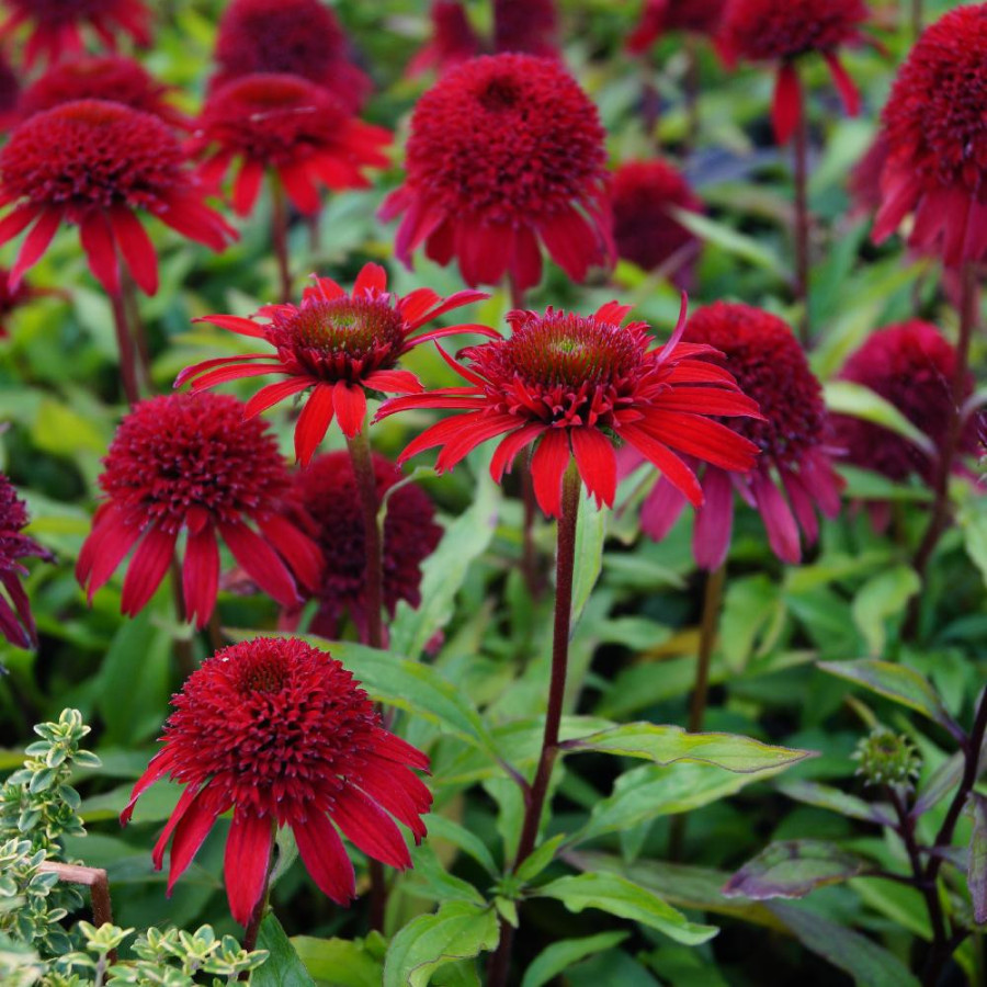 ECHINACEA 'Ruby'® (Sunny Days Series)