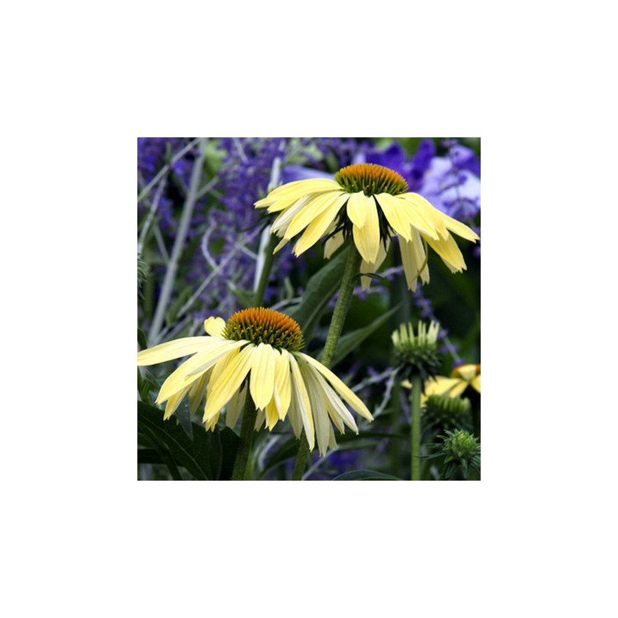 Plantes Vivaces ECHINACEA 'Sunrise' ® - Rudbeckia Pourpre en vente - Pépinière Lepage .