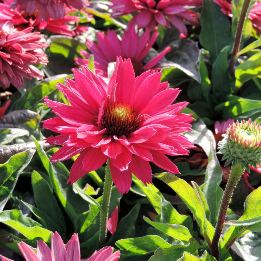 ECHINACEA 'Sweet Fuchsia' ® (SunSeekers series)