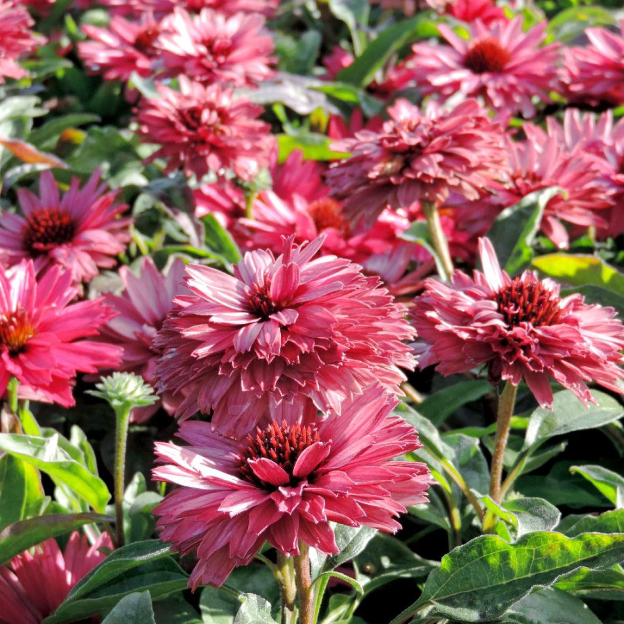 ECHINACEA 'Sweet Fuchsia' ® (SunSeekers series)