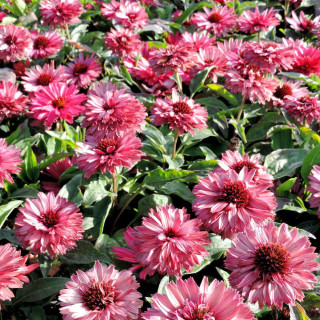 ECHINACEA 'Sweet Fuchsia' ® (SunSeekers series)