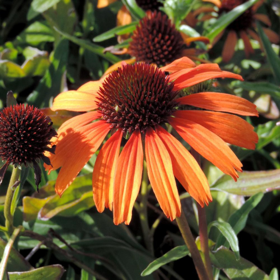 Plantes Vivaces ECHINACEA 'Tangerine Dream' ® - Rudbeckia Pourpre en vente - Pépinière Lepage .