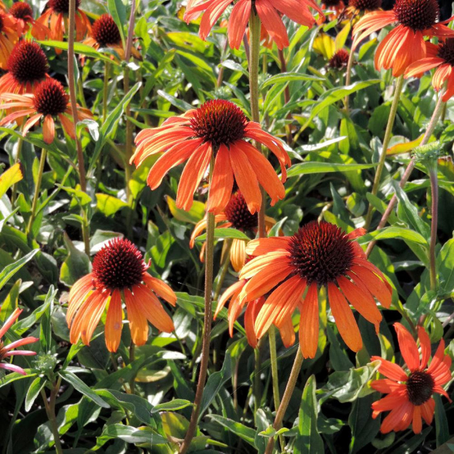 Plantes Vivaces ECHINACEA 'Tangerine Dream' ® - Rudbeckia Pourpre en vente - Pépinière Lepage .
