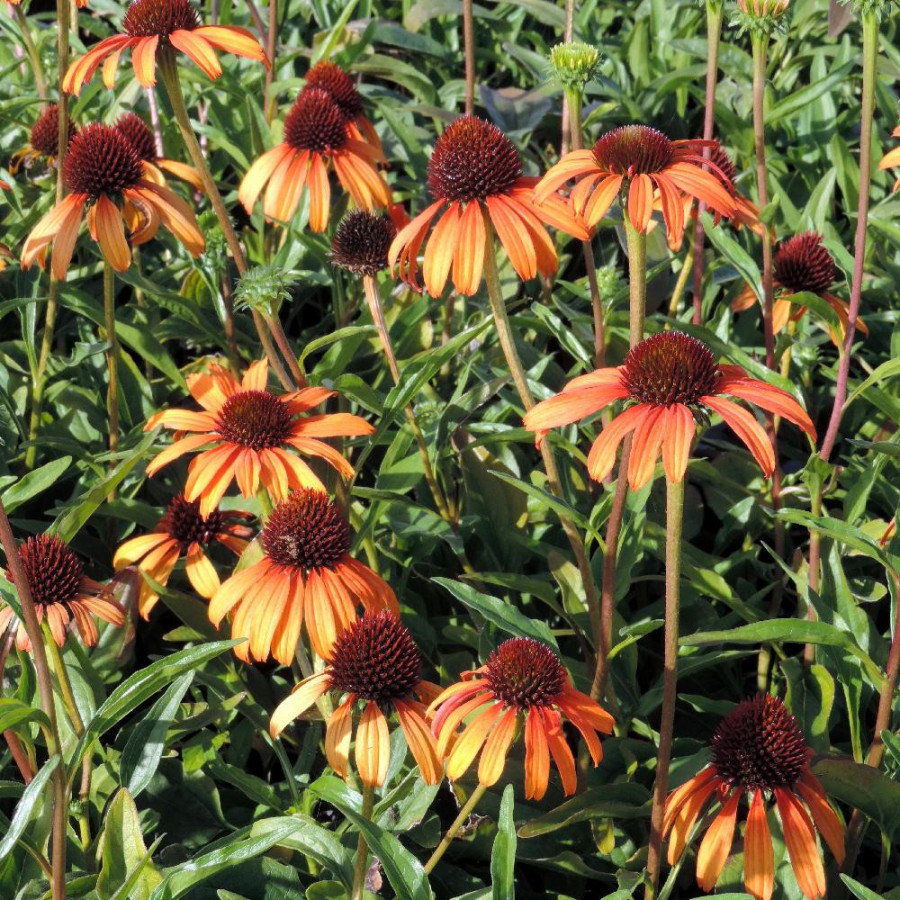 Plantes Vivaces ECHINACEA 'Tangerine Dream' ® - Rudbeckia Pourpre en vente - Pépinière Lepage .