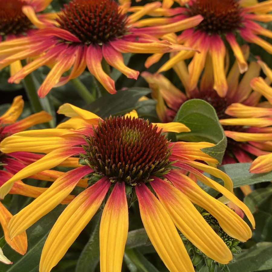 ECHINACEA 'Tequila Sunrise'® (SunSeekers Series)