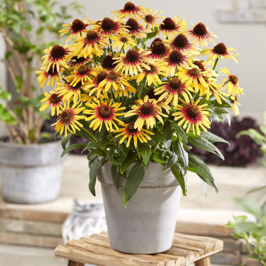 ECHINACEA 'Tequila Sunrise'® (SunSeekers Series)