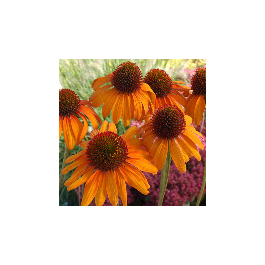 plantes-vivaces-echinacea-tiki-torch-R-rudbeckia-pourpre-en-vente-pepiniere-lepage-