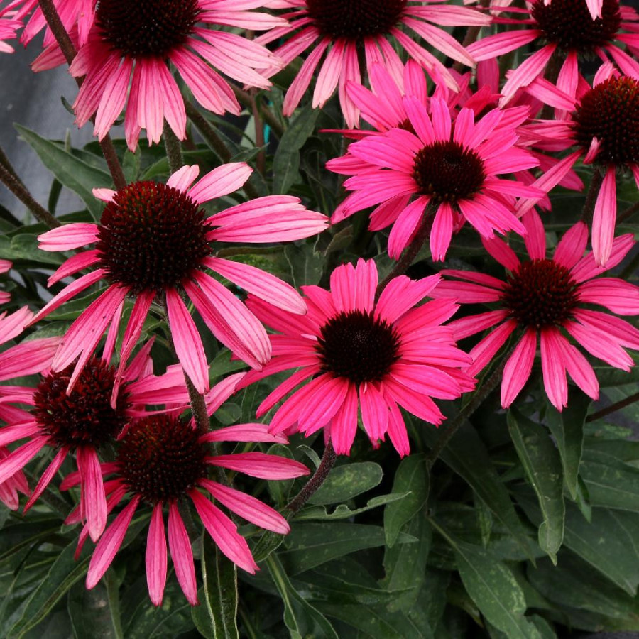 ECHINACEA DARK SHADOWS® 'Wicked'