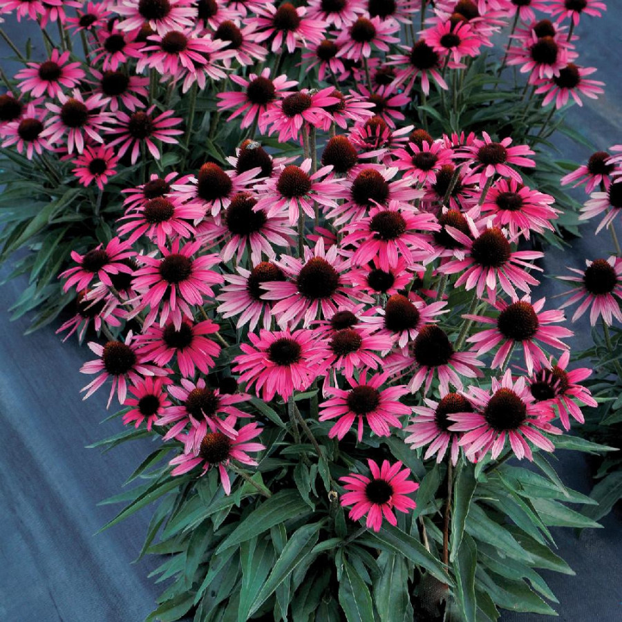 ECHINACEA DARK SHADOWS® 'Wicked'