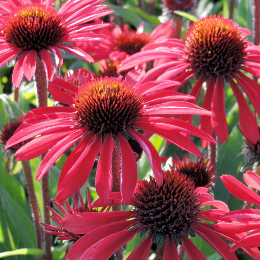 Plantes Vivaces ECHINACEA Prima® 'Ruby' - Rudbeckia pourpre en vente - Pépinière Lepage .