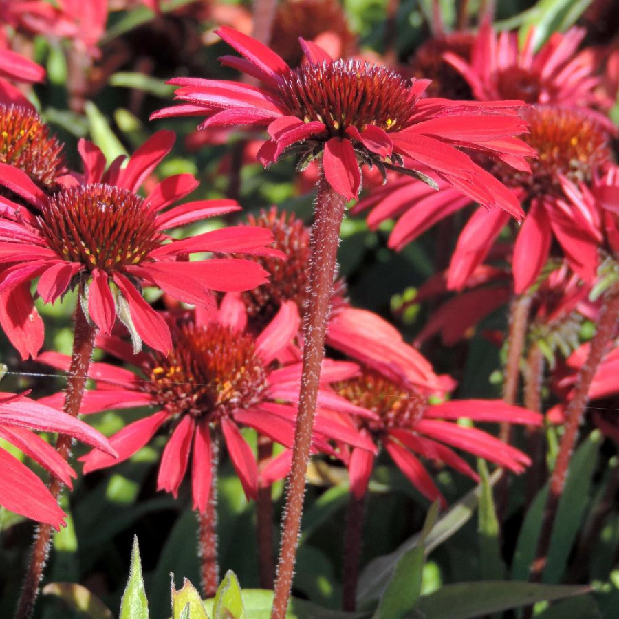 Plantes Vivaces ECHINACEA Prima® 'Ruby' - Rudbeckia pourpre en vente - Pépinière Lepage .
