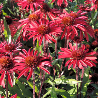Plantes Vivaces ECHINACEA Prima® 'Ruby' - Rudbeckia pourpre en vente - Pépinière Lepage .