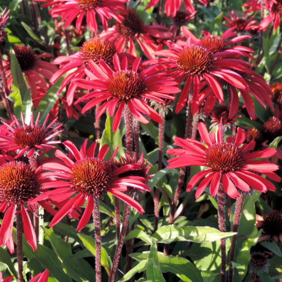 Plantes Vivaces ECHINACEA Prima® 'Ruby' - Rudbeckia pourpre en vente - Pépinière Lepage .