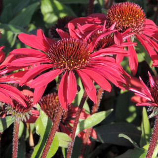 Plantes Vivaces ECHINACEA Prima® 'Ruby' - Rudbeckia pourpre en vente - Pépinière Lepage .