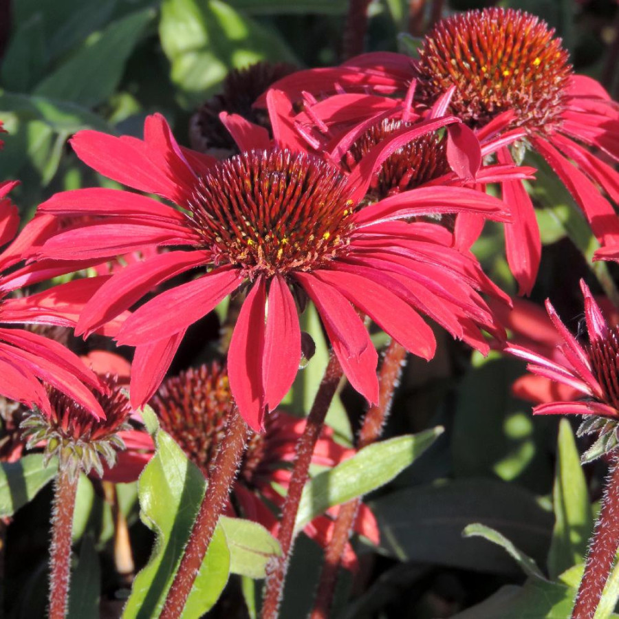Plantes Vivaces ECHINACEA Prima® 'Ruby' - Rudbeckia pourpre en vente - Pépinière Lepage .