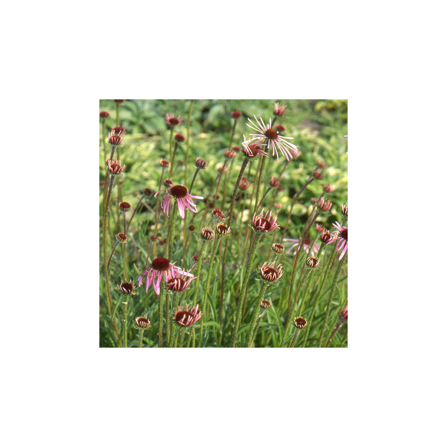 Plantes Vivaces ECHINACEA pallida - Echinacée pâle en vente - Pépinière Lepage .