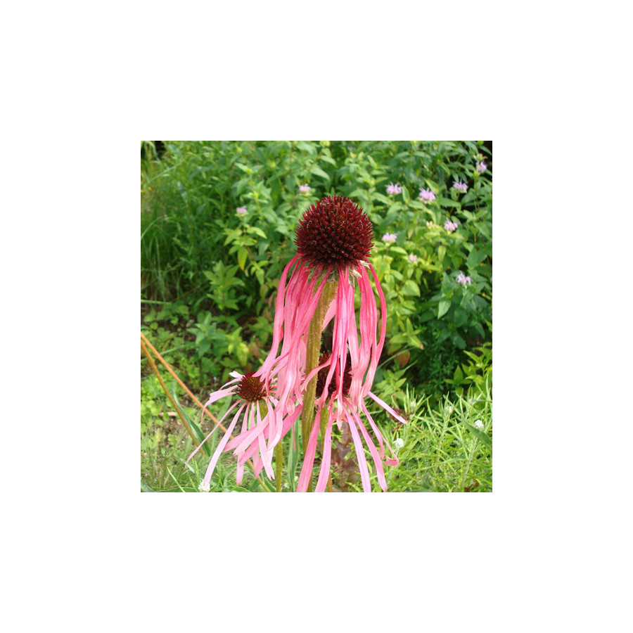 Plantes Vivaces ECHINACEA pallida - Echinacée pâle en vente - Pépinière Lepage .