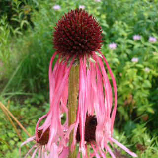 Plantes Vivaces ECHINACEA pallida - Echinacée pâle en vente - Pépinière Lepage .