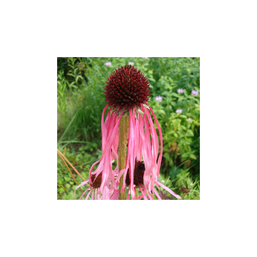 Plantes Vivaces ECHINACEA pallida - Echinacée pâle en vente - Pépinière Lepage .