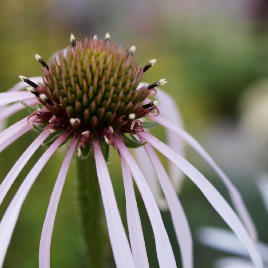 Plantes Vivaces ECHINACEA pallida 'Hula Dancer' - Echinacée pâle en vente - Pépinière Lepage .