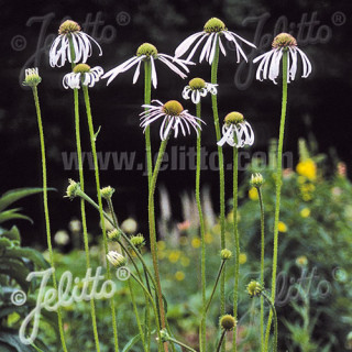 Plantes Vivaces ECHINACEA pallida 'Hula Dancer' - Echinacée pâle en vente - Pépinière Lepage .