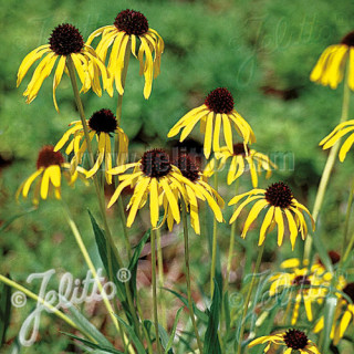 plantes-vivaces-echinacea-paradoxa-var-paradoxa-echinacee-en-vente-rudbeckia-inverse-en-vente-pepiniere-lepage-