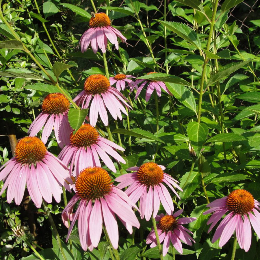 ECHINACEA purpurea