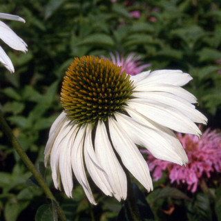 plantes-vivaces-echinacea-purpurea-alba-rudbeckia-pourpre-en-vente-pepiniere-lepage-
