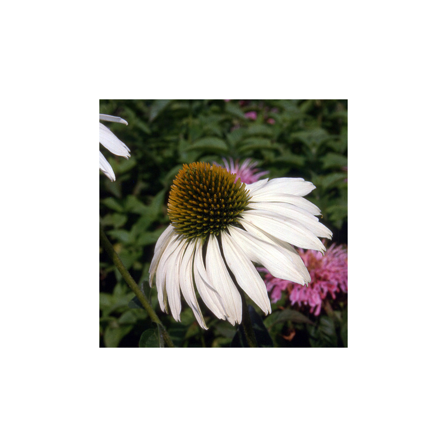 Plantes Vivaces ECHINACEA purpurea 'Alba' - Rudbeckia Pourpre en vente - Pépinière Lepage .