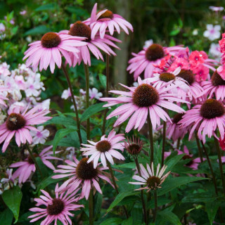 ECHINACEA purpurea 'August Koningin'