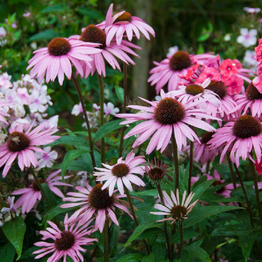 ECHINACEA purpurea 'August Koningin'