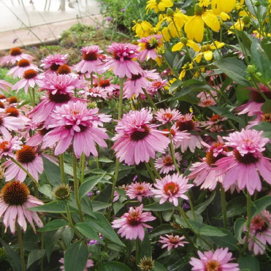 Plantes Vivaces ECHINACEA purpurea 'Double-Decker' - Rudbeckia Pourpre en vente - Pépinière Lepage .