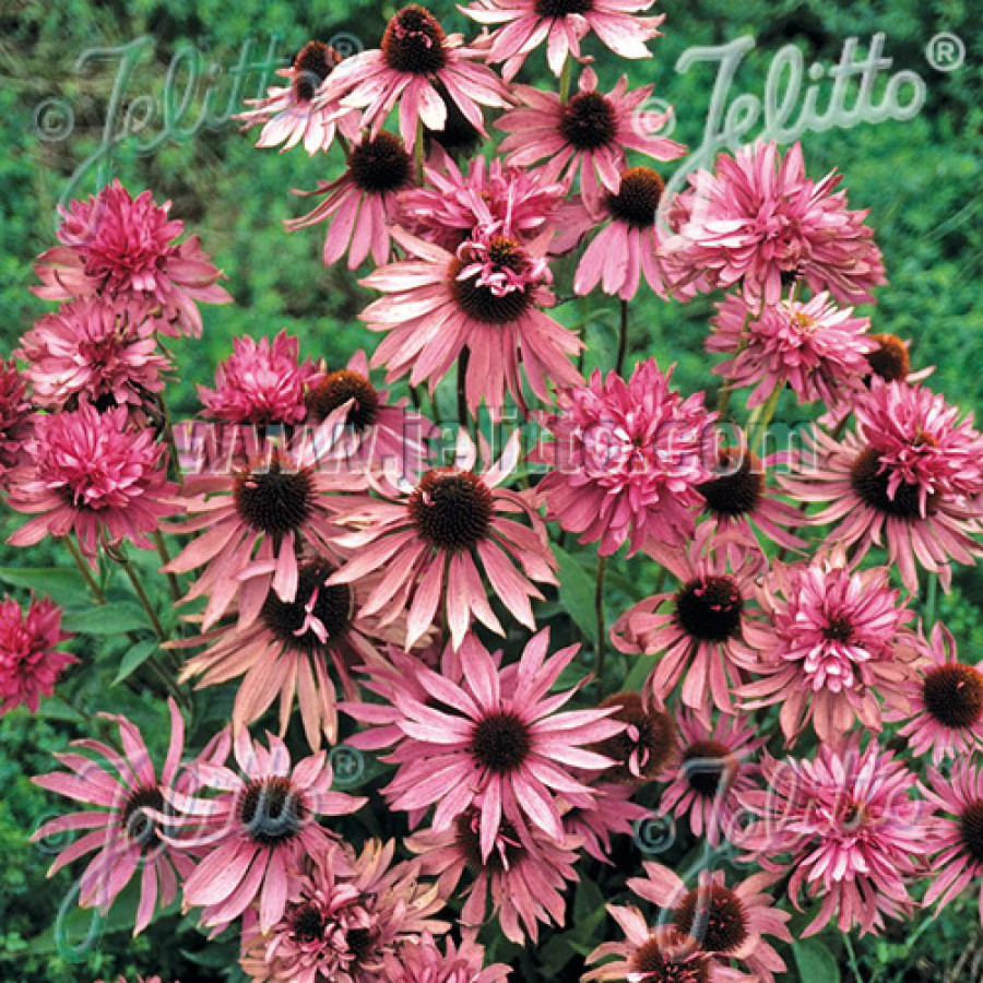 Plantes Vivaces ECHINACEA purpurea 'Double-Decker' - Rudbeckia Pourpre en vente - Pépinière Lepage .