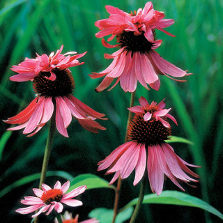 Plantes Vivaces ECHINACEA purpurea 'Double-Decker' - Rudbeckia Pourpre en vente - Pépinière Lepage .