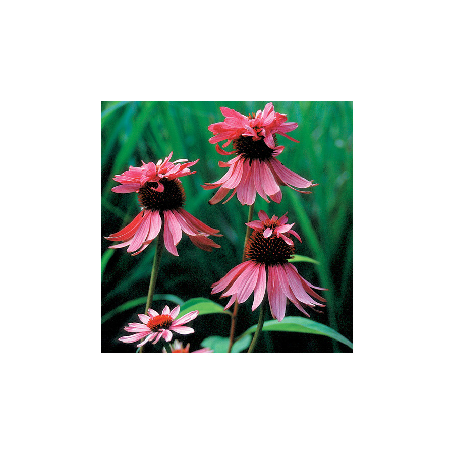Plantes Vivaces ECHINACEA purpurea 'Double-Decker' - Rudbeckia Pourpre en vente - Pépinière Lepage .