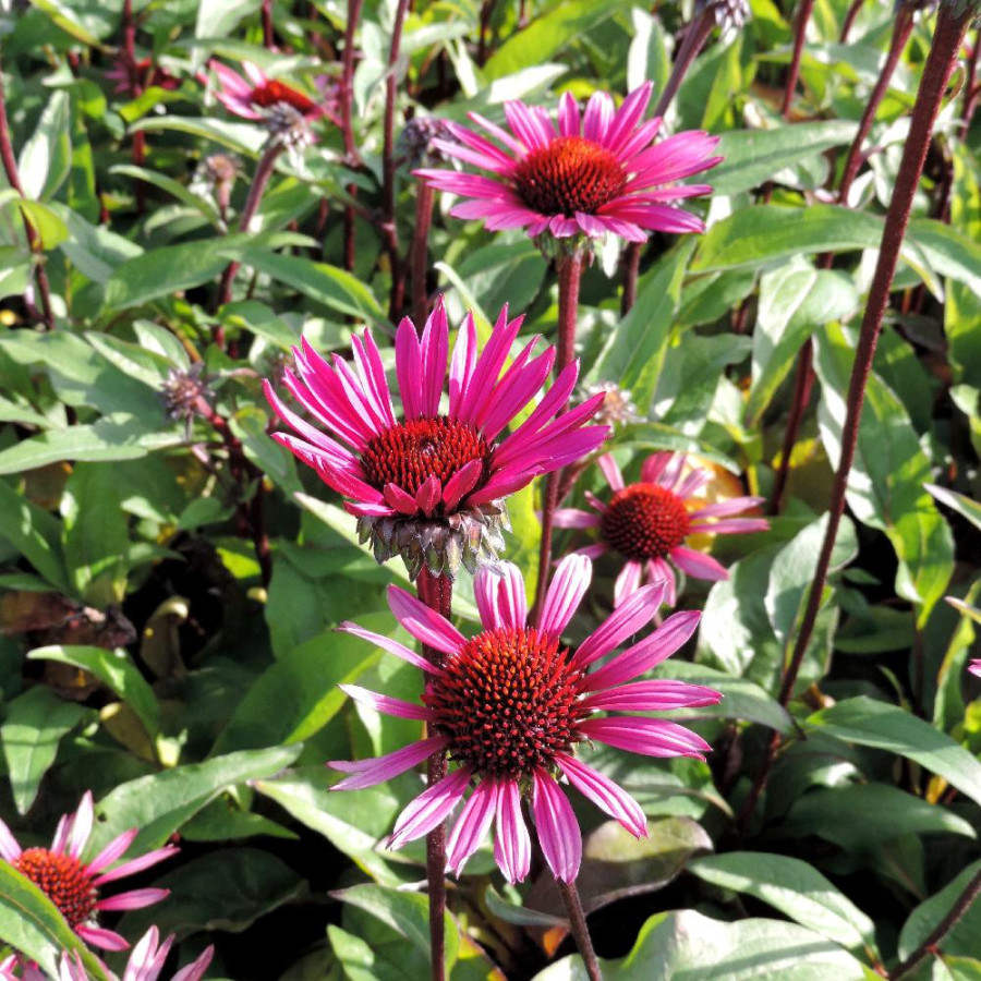 Plantes Vivaces ECHINACEA purpurea 'Fatal Attraction' ® - Rudbeckia Pourpre en vente - Pépinière Lepage .