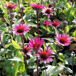 Plantes Vivaces ECHINACEA purpurea 'Fatal Attraction' ® - Rudbeckia Pourpre en vente - Pépinière Lepage .