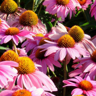 plantes-vivaces-echinacea-purpurea-feeling-pink-en-vente-pepiniere-lepage-