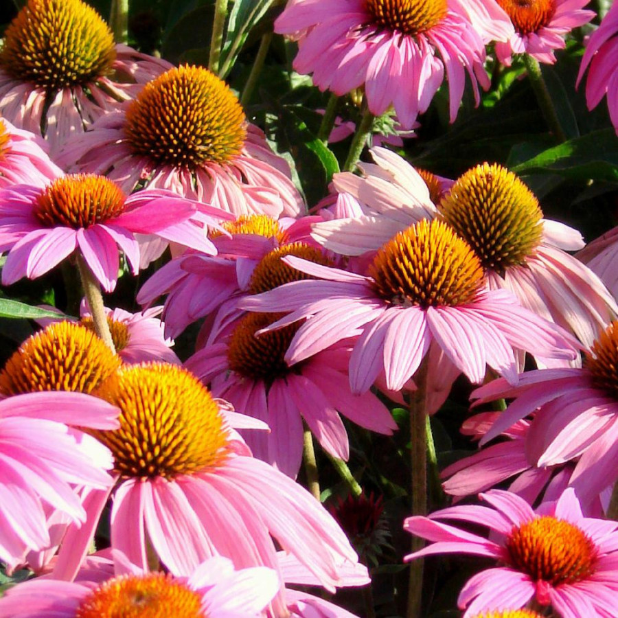 Plantes Vivaces ECHINACEA purpurea 'Feeling Pink' en vente - Pépinière Lepage .