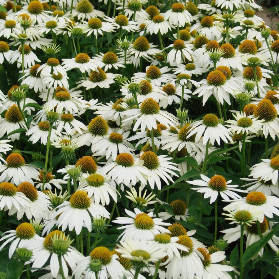 Plantes Vivaces ECHINACEA purpurea 'Feeling White' en vente - Pépinière Lepage .