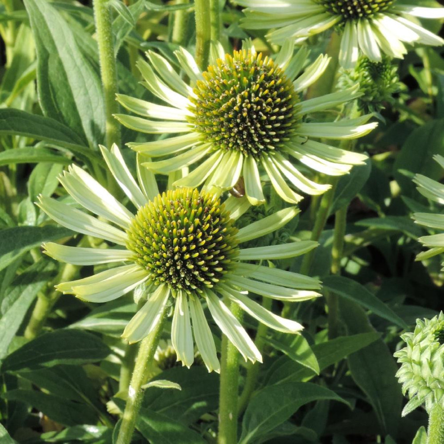Plantes Vivaces ECHINACEA purpurea 'Green Jewel' ® - Rudbeckia Pourpre en vente - Pépinière Lepage .