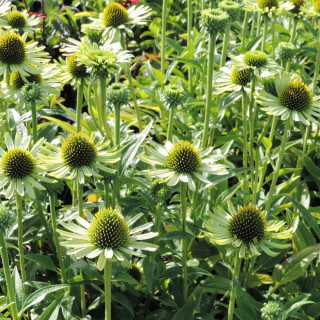 Plantes Vivaces ECHINACEA purpurea 'Green Jewel' ® - Rudbeckia Pourpre en vente - Pépinière Lepage .