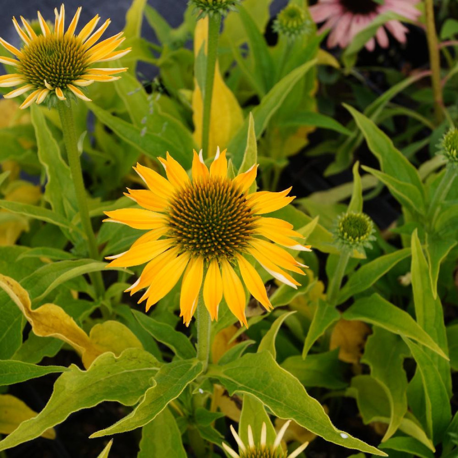 Plantes Vivaces ECHINACEA purpurea 'Harvest Moon' ® - Rudbeckia Pourpre en vente - Pépinière Lepage .