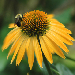 Plantes Vivaces ECHINACEA purpurea 'Harvest Moon' ® - Rudbeckia Pourpre en vente - Pépinière Lepage .