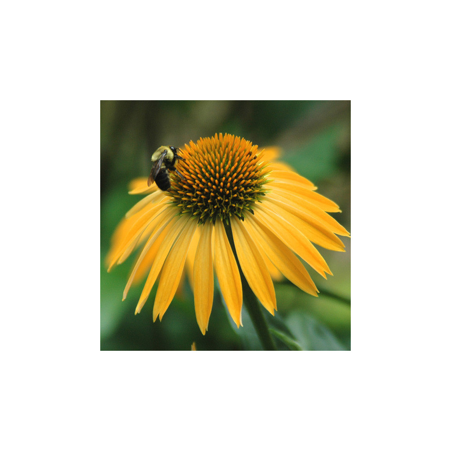 Plantes Vivaces ECHINACEA purpurea 'Harvest Moon' ® - Rudbeckia Pourpre en vente - Pépinière Lepage .