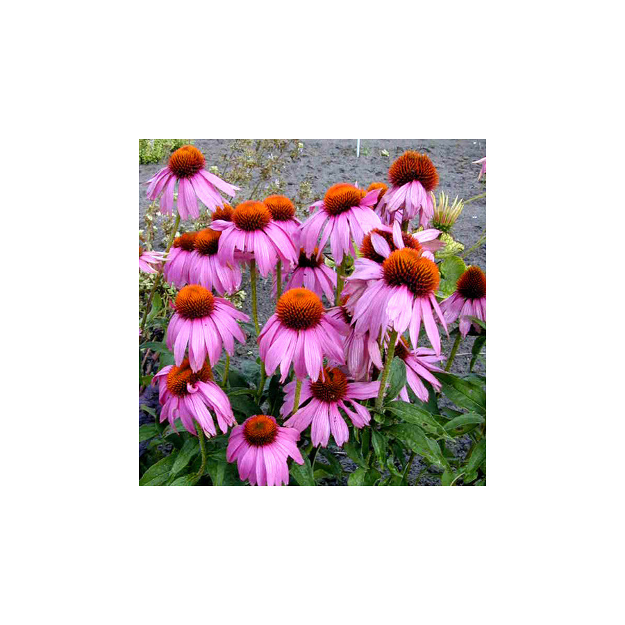 Plantes Vivaces ECHINACEA purpurea 'Kim's Knee High' ® - Rudbeckia Pourpre en vente - Pépinière Lepage .