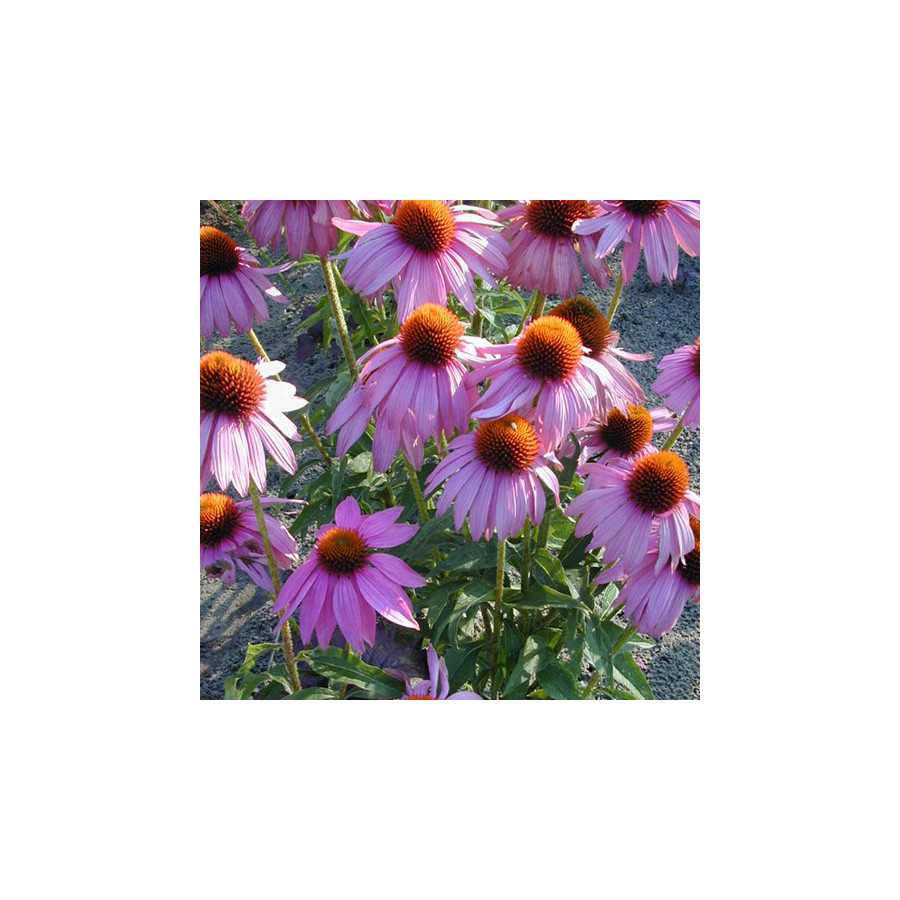 Plantes Vivaces ECHINACEA purpurea 'Kim's Knee High' ® - Rudbeckia Pourpre en vente - Pépinière Lepage .