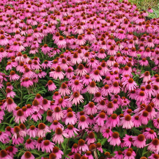 Plantes Vivaces ECHINACEA purpurea 'Kim's Knee High' ® - Rudbeckia Pourpre en vente - Pépinière Lepage .
