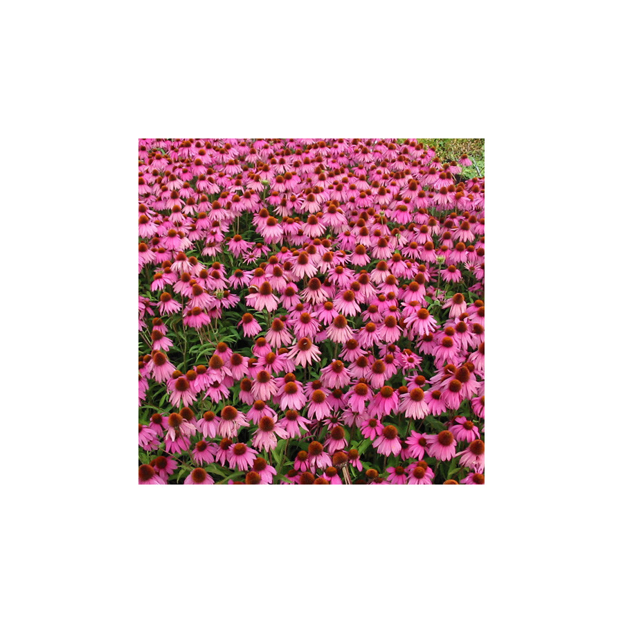 Plantes Vivaces ECHINACEA purpurea 'Kim's Knee High' ® - Rudbeckia Pourpre en vente - Pépinière Lepage .