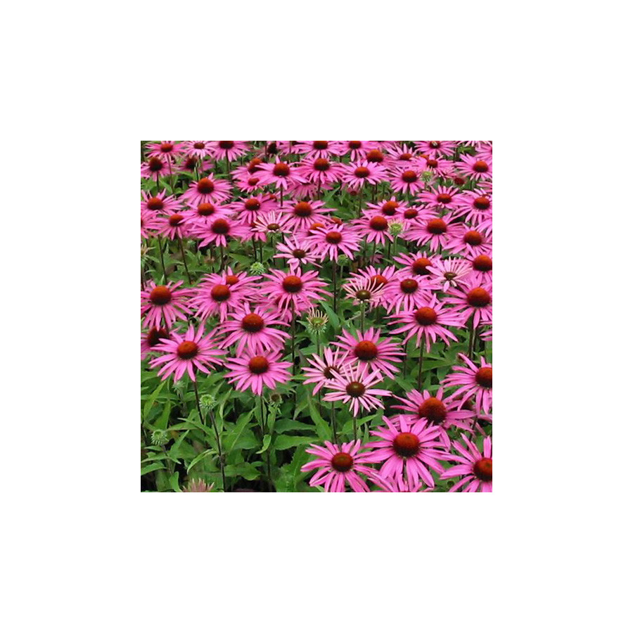 Plantes Vivaces ECHINACEA purpurea 'Magnus' - Rudbeckia Pourpre en vente - Pépinière Lepage .